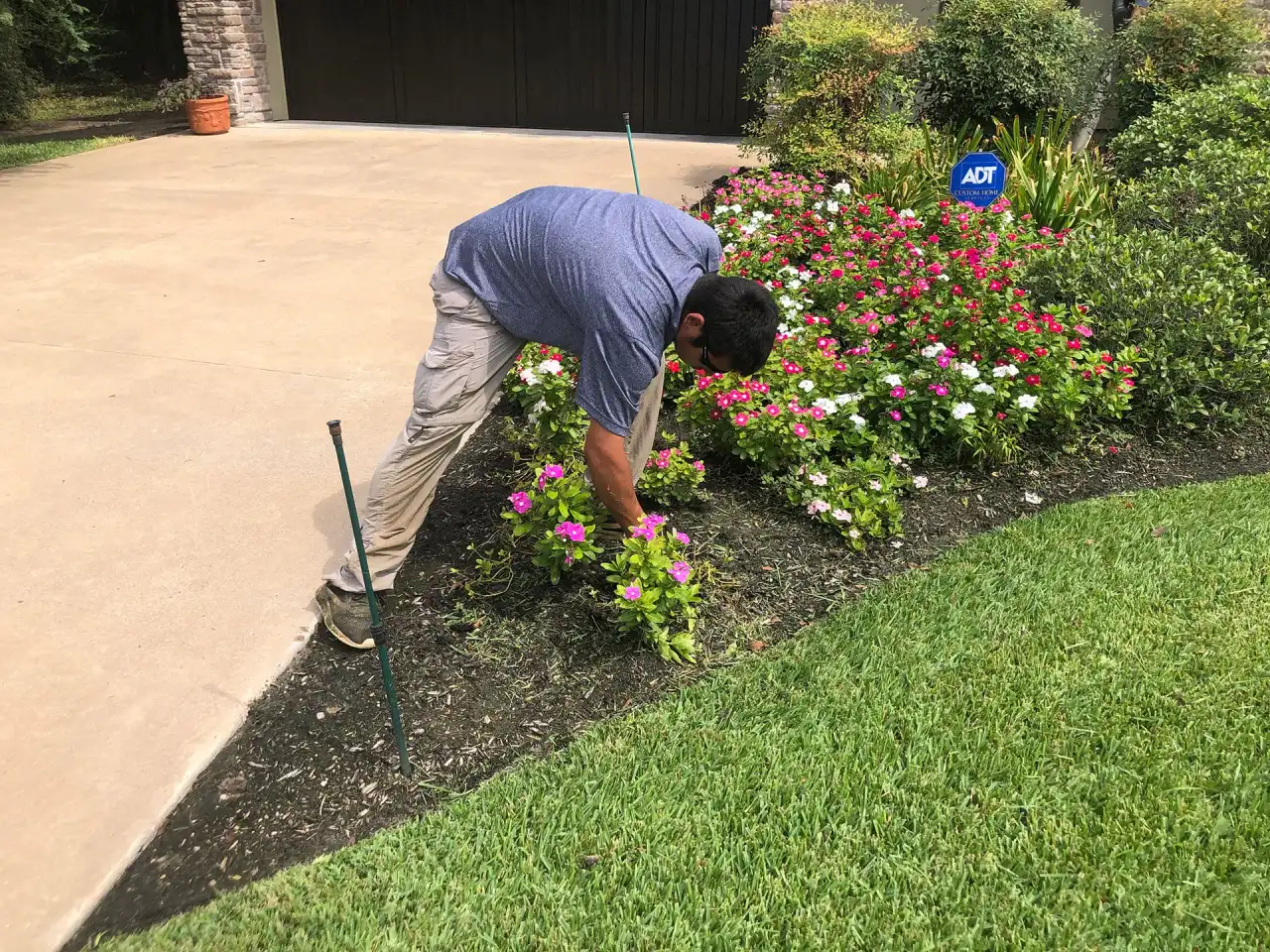 Mid-Summer Plant Replacement vs Waiting for Fall in Bryan TX: When to Pull and Replant Now